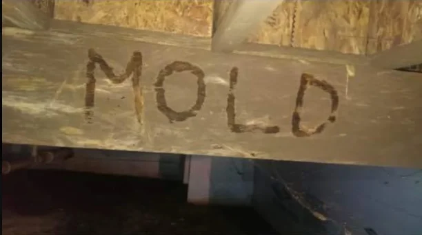 Mold growth on wood framing and OSB sheathing in basement area